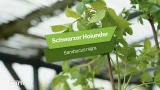 Schwarzer Holunder: Tipps zur Pflanzung und Pflege