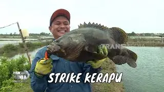 Sensasi Sambaran Kerapu di Kolam Air Payau | MANCING MANIA STRIKE BACK (14/02/26) Part 1