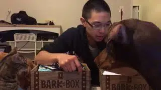 Barkbox Review - April 2018