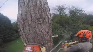 Daniel Squire Limited Tree Surgery 2