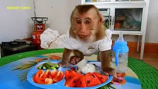 Great Food!! Baby Monkey Kako Enjoy Lunch Very Delicious