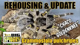 Grammostola Pulchripes 