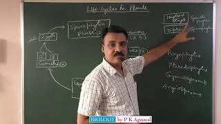 Life cycle patterns in plants NEET 2018