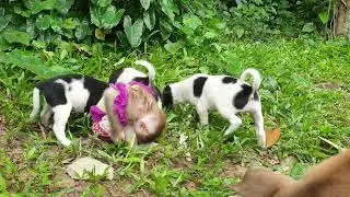Oh, baby monkey Yoya not want playing to puppies