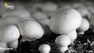 Paddy Waste to Income :77 Film Festival Submission