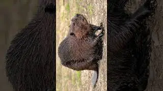 American beaver sound