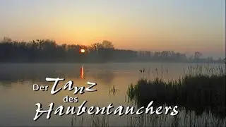 Der Tanz des Haubentauchers