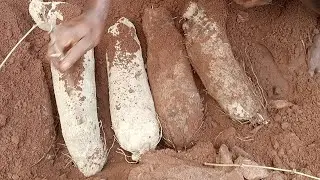 Secret of sowing and harvesting huge yam