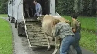 Alpenfleisch statt Tiere transportieren_Teil 2