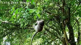 OMG | Orphan CARLINO lost step mom | CARLINO nearly falling down from the tree