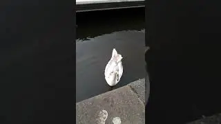 Leeds Dock Swan