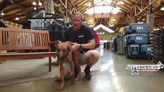 Puppy Ridgeback Off Leash Training I Rhodesian Ridgeback Trainers Arizona I All-American K-9