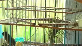 Live streaming of Bird ManTT