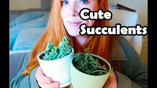 Donkeys Tail & String of Dolphins Succulents