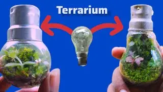 How to make Terrarium for free||build a Terrarium at Home