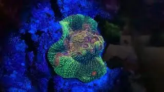 Bubblegum Monster after feeding ReefRoids