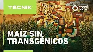Técnik - Maíz sin transgénicos (28/01/2026)