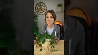 Face Planter Pot Review