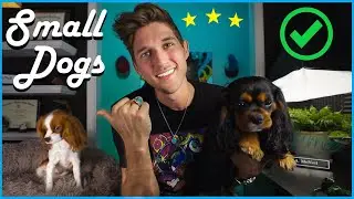 5 Reasons you should get a SMALL DOG