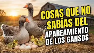 12 Cosas que NO sabias de la reproducci&oacute;n de los GANSOS 🦢🥚