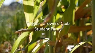 Organic Growers' Club Student Farm