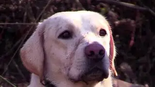 LEGACY TRAILS TV SHOW#12 WATERFOWL LATE SEASON