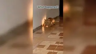 Meowth is EVOLVING 😹 #shorts #glowingcat #pokemon #evolving #meowth  #cat #funny #cats #glowing