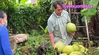 Cuộc Sống Phần Lan🇫🇮 Cháu Thanh Trèo Thang Lên Cây Hái Dừa .  Cậu Út Và Nhi Hái Mản Cầu Và Ổi .