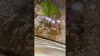 Vẹt green check sinh sản#singingparrot #parrotsinging #parrot#aviarydepanrumah #pets #aviary