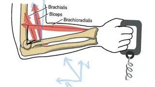 MuscleLineofPullandElbowFlexion
