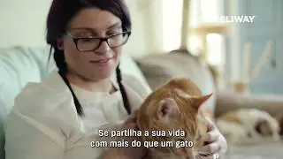Como usar FELIWAY FRIENDS