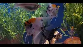 Koi Angels New Home/Added New Fake Plants