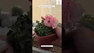Rare Thailand Imported Adenium Plant Online Sale 🔥 #adenium #plants #flowers #garden