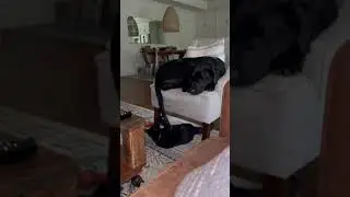 Binx Finds Olive&rsquo;s Tail: Dance With Me Tonight
