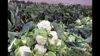 Derik'te karnabahar üreticileri verimden de fiyattan da memnun