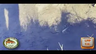 Фред Роу из Sierra Bright Dot Fly Fishing Service представляет отчет о нахлыстовой рыбалке за пер...