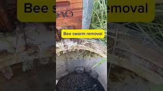 Bee swarm removal from cabling access manhole #beekeeping #savethebees