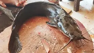 African Catfish Cutting Live In Big Fish Market | Magour Fish Cutting Skills
