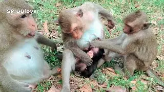 Happy Family Of Monkey - Rain And April 17