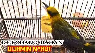 PANCINGAN KEPODANG BAHAN SUPAYA CEPAT BUNYI