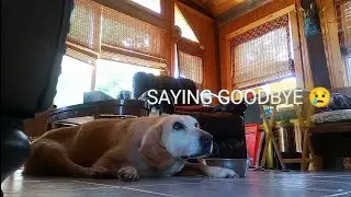 FAREWELL SWEET DOG!  | VLOG #82