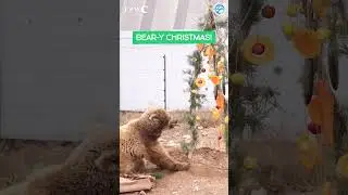 Bear Destroys Christmas Tree #christmas #animals #bears