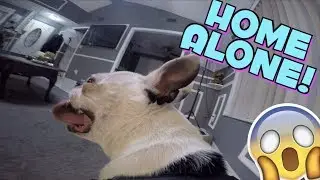 GOPRO ON BOSTON TERRIER DOG LEFT HOME ALONE WITH CAMERA | YOU WONT BELIEVE WHAT HAPPENED NEXT
