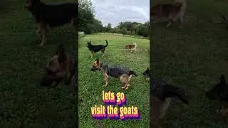 THE LAST PUPPY - TRYING TO MEET THE GOATS - POOL PARTY