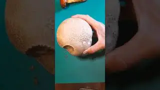 Mushrooms in Virginia - Giant Puffball - Two Color Bolete