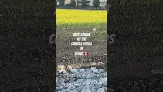 Jack Rabbit in the Canola Fields 🌾🐇 | Alberta Wildlife Moment #shorts