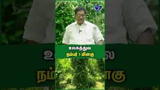 என் மிளகு தான் நம்பர் 1  - Balusamy | Pepper farming in Plains | Pepper cultivation #pepper #farmer