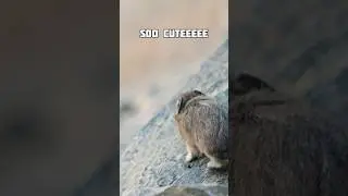 This Tiny Animal Can&rsquo;t Survive Heat 😳 | Pika Facts #facts #shorts