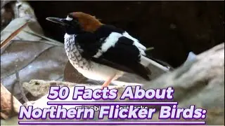 50 facts about Northern Flicker birds 🦅.