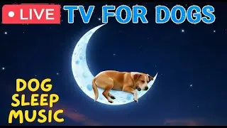 For Mind, Body & Soul 🙏 A Complete Wellness Session (Dog Sleep Music).